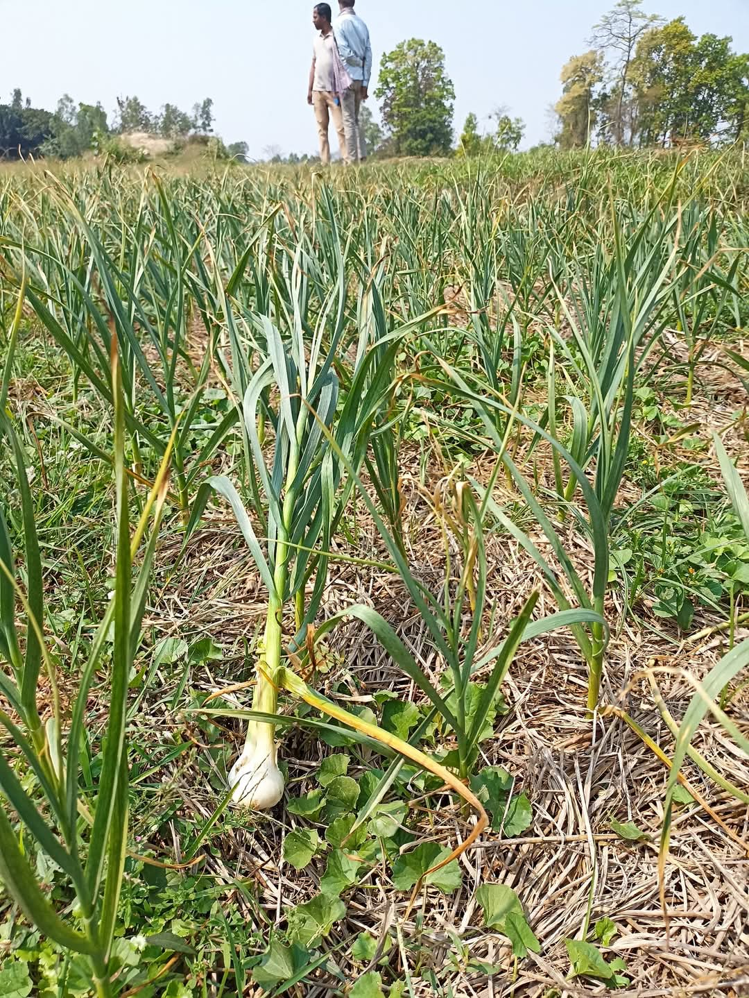 शुन्य खनजोतमा (Zero-tillage) लसुन खेती