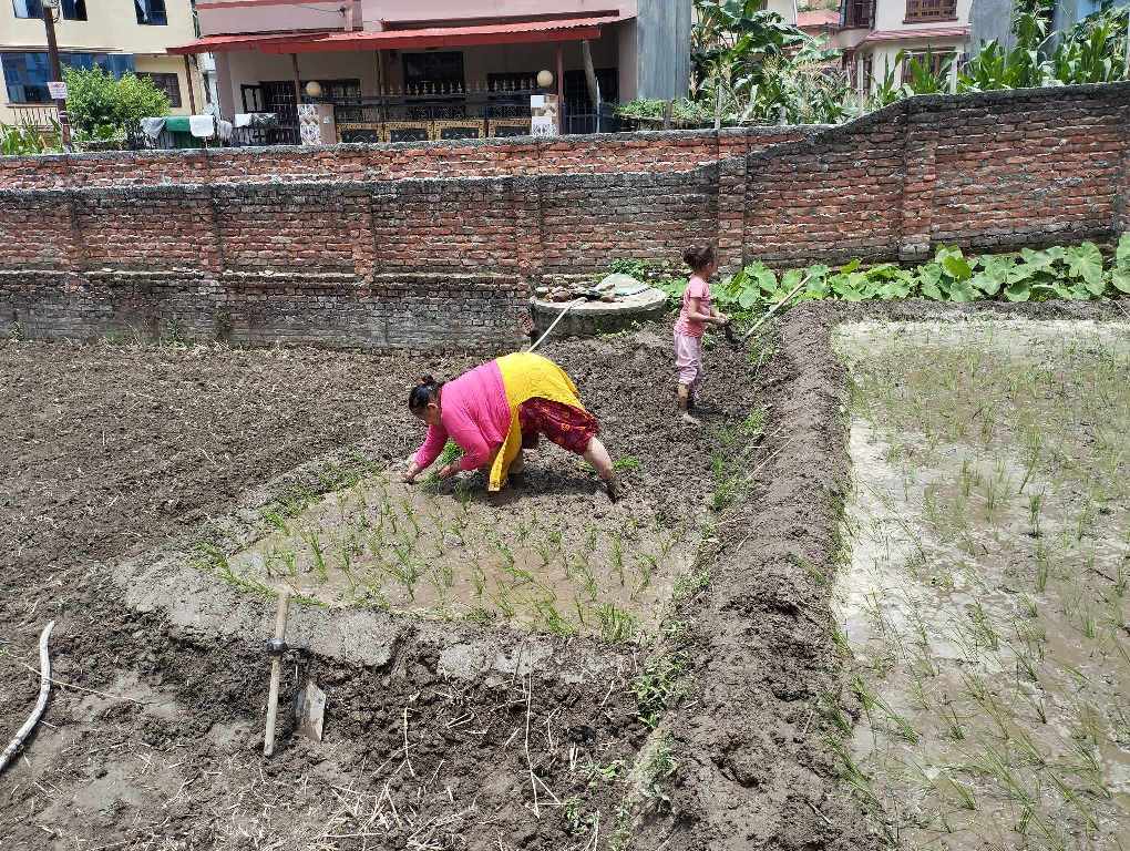 इन्द्रेणी बहुउद्देश्यीय सहकारी संस्थाले कृषिमा लगानी गर्ने योजना